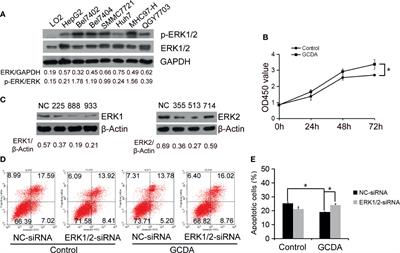 Suppressing ERK Pathway Impairs Glycochenodeoxycholate-Mediated Survival and Drug-Resistance in Hepatocellular Carcinoma Cells